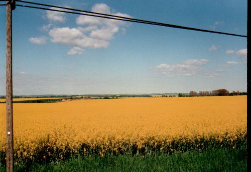 Blhende Landschaften